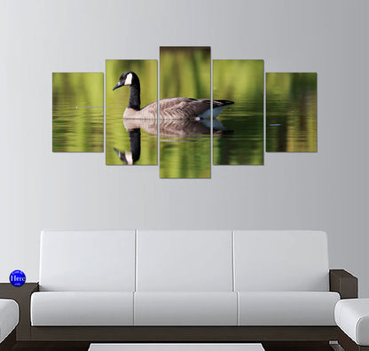Canada Goose Gliding Across Glassy Green Water