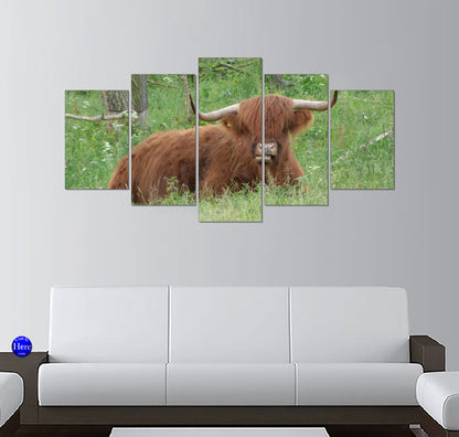 Shaggy Highland Cow Resting in a Green Countryside Meadow