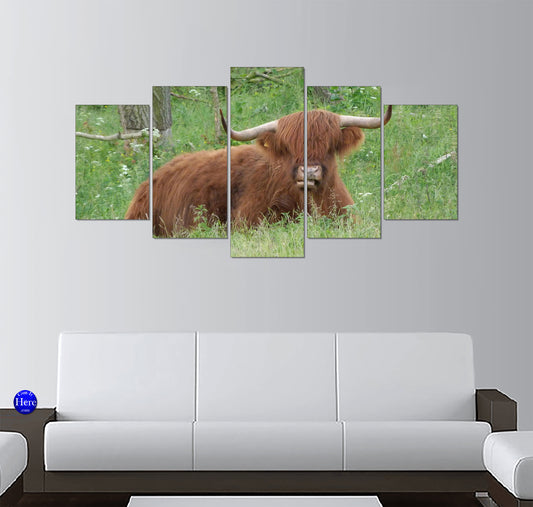 Scottish Highland Cow Resting in a Summer Meadow