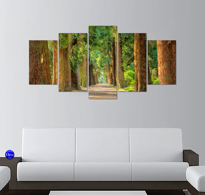 Redwood Forest Pathway in Morning Light