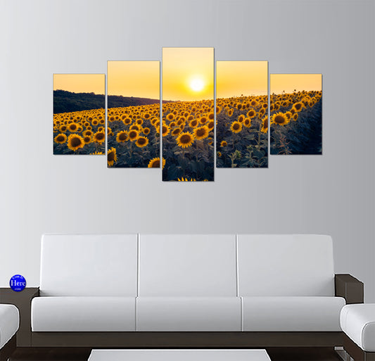 Sunflower Field at Golden Sunset in Rolling Countryside